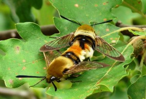 Hemaris tityus Aarts Tineke 46 22072009.jpg