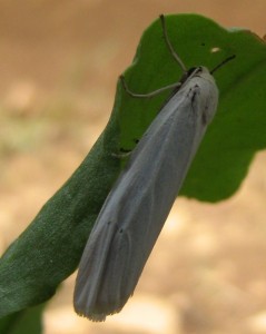 nachtvlinder determineren 02072008.jpg