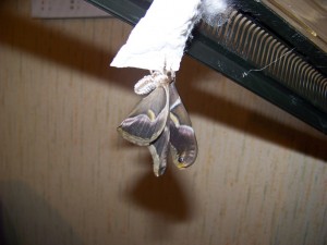 100_2142.JPG