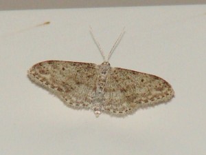 seriata ou marginepunctata.JPG