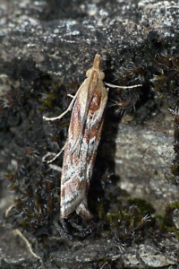 P1110600a.jpg
