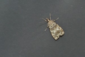 P1150187 Eudonia.jpg