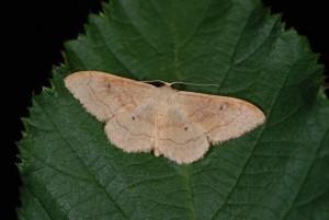 Idaea rubraria (2).JPG