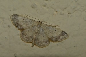 P1150244    Idaea biselata.jpg