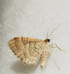 Liste 1232 A determiner Teulier Emilien Albias 82 24082009 papillon -  la clare phalene 027.jpg