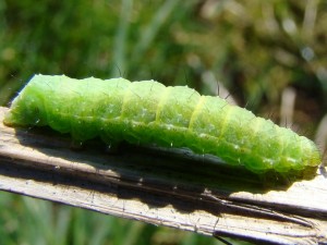 Macdunnoughia confusa.JPG