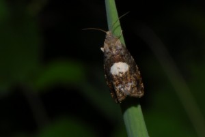 Micro lisière chênaiehêtraie 8[1].6.09.JPG