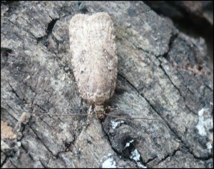 Agonopterix sp 26 janvier (1).jpg