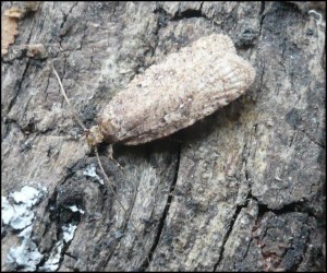 Agonopterix sp 26 janvier (2).jpg