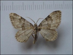 Bramans 26 08 03.jpg