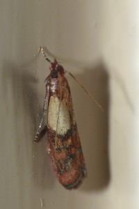 P1000153 a.jpg