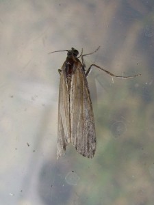 Copie de DSC06678.JPG