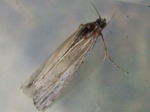 Copie de DSC06679.JPG