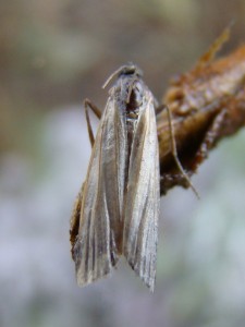 Copie de DSC06692.JPG