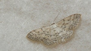 A determiner Teulier Emilien Albias 82 01092009 papillon de nuit - la clare 089.jpg