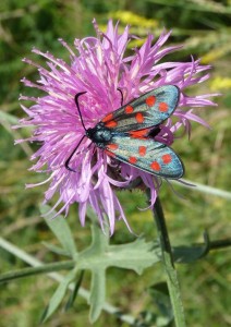 'Omblèze 26 28062009 1.JPG