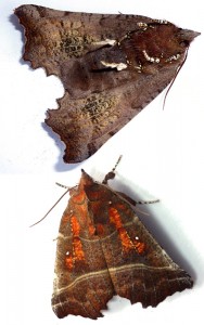 scoliopteryx libatrix.jpg