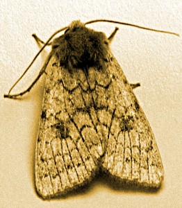 Noctuelle Cuise 11-2009 (1).JPG