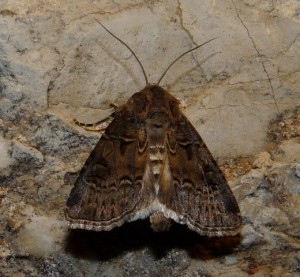 agrotis bigramma check  30082009.jpg