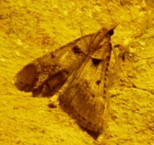 Actenia brunnealis Aarts Tineke 46 17 08 2009.jpg