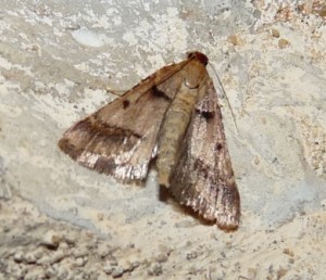 actenia brunnealis Aarts Tineke 46 21082009.jpg