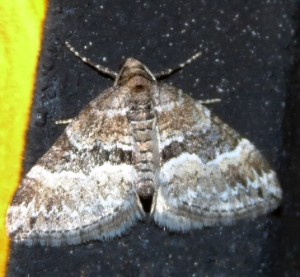 Xanthorhoe montanata check 17082009.jpg