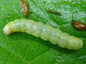 Orthosia cruda.JPG