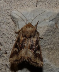 determineren 09092009.jpg