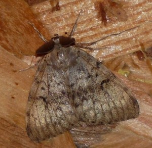 Lymantria dyspar check 19 082009.jpg