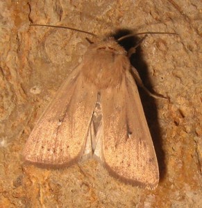 Mythimna check 12052009.jpg
