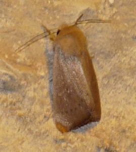 archanara sparganii check 27072009.jpg