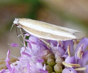 Crambidae 27072009.jpg