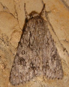 Acronicta aceris  check 26052009.jpg