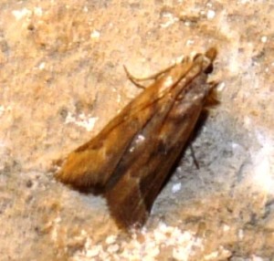 micro 1 determinen 17 08 2009.jpg