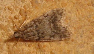 Nomophila noctuella check 23062009.jpg