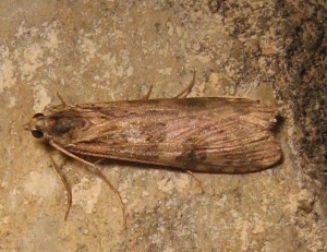 micro4 12052009.jpg