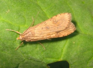 Micro5  28052009.jpg