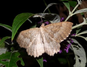 Gnopsis furvata check 18 08 2009.jpg