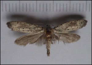 Ypo sp .jpg
