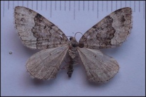 ph 008.jpg