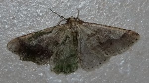 geometridae 2010.03.01 (1p).jpg