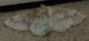 4022 geometridae 2010.03.01 (5p).jpg
