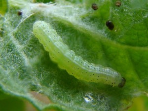 Ipimorpha subtusa (site allemand.JPG