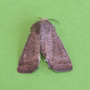 Copie de IMG_8589.jpg
