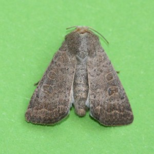Copie de IMG_8597.jpg