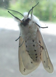 SP_A0059.jpg