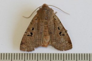 Copie de IMG_1122.jpg