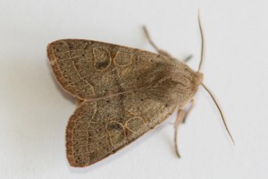 Copie de IMG_1170.jpg