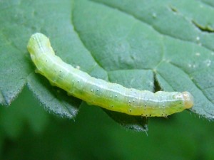 Orthosia sp..JPG