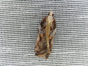 DSCN8918.JPG